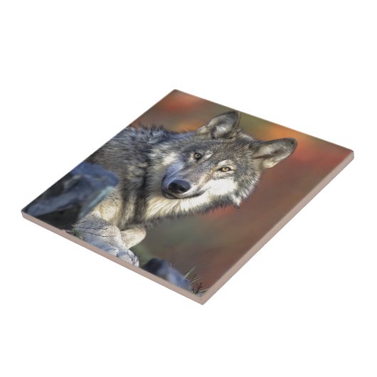 Lobo Gris Tegeltje (Zijkant)