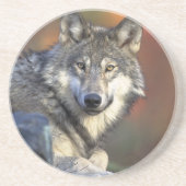 Lobo Gris Zandsteen Onderzetter (Voorkant)