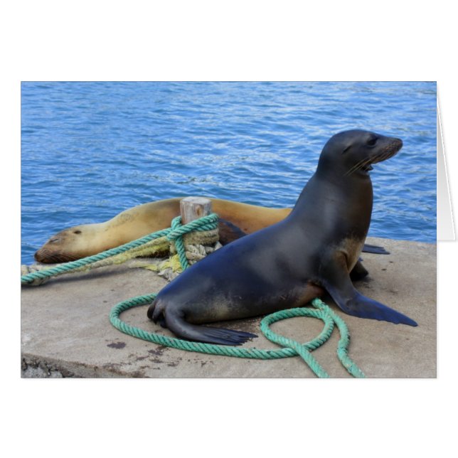 Lobos Marinos (Voorkant Horizontaal)