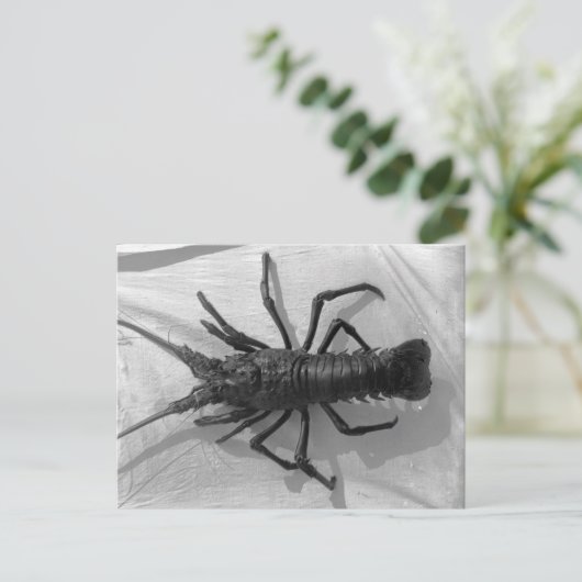 Lobster Black en White Photography Briefkaart (Staand voorkant)
