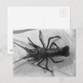 Lobster Black en White Photography Briefkaart (Voorkant / Achterkant)
