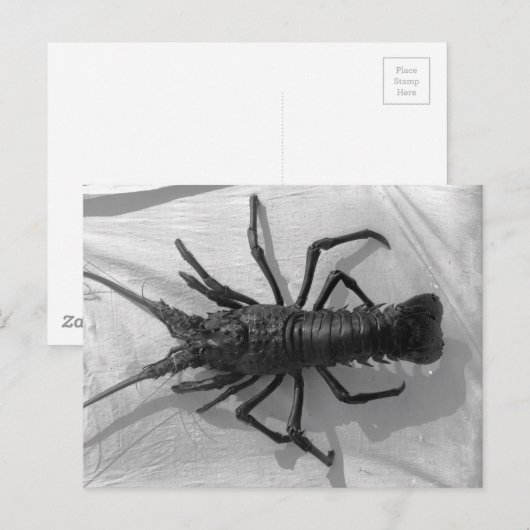 Lobster Black en White Photography Briefkaart (Voorkant / Achterkant)