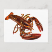 Lobster Briefkaart (Voorkant)