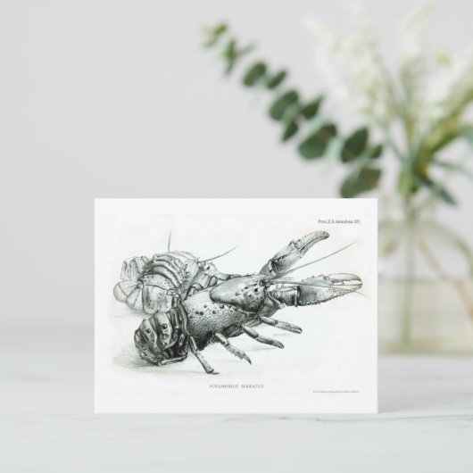 Lobster Briefkaart (Staand voorkant)