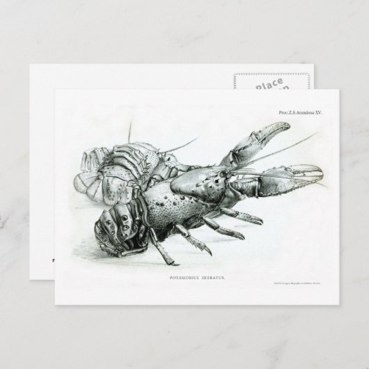 Lobster Briefkaart (Voorkant / Achterkant)