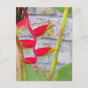Lobster Claw Flower Heliconia Rostrata Briefkaart
