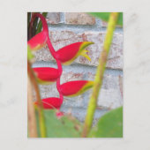 Lobster Claw Flower Heliconia Rostrata Briefkaart (Voorkant)