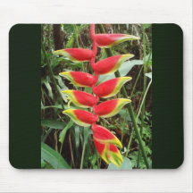 Lobster Claw Flower- Heliconia Rostrata