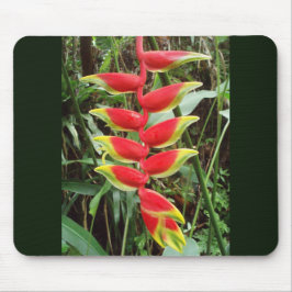 Lobster Claw Flower- Heliconia Rostrata Muismat