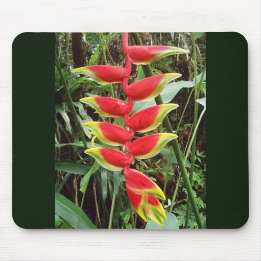 Lobster Claw Flower- Heliconia Rostrata Muismat (Voorkant)