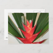 Lobster claw Heliconia flower Briefkaart (Voorkant / Achterkant)