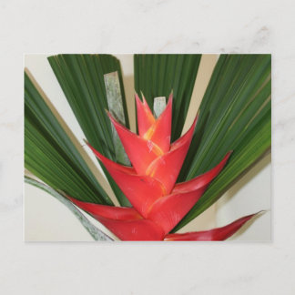Lobster claw Heliconia flower Briefkaart