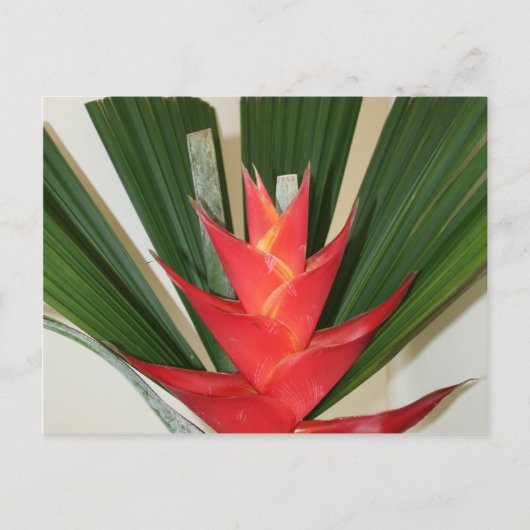 Lobster claw Heliconia flower Briefkaart (Voorkant)