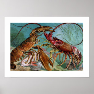 Lobster en Langoustine Poster