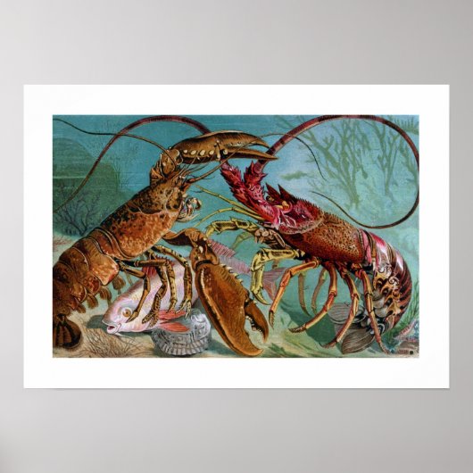 Lobster en Langoustine Poster (Voorkant)
