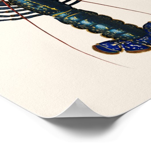 Lobster - Homard Commun Poster (Hoek)