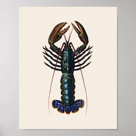 Lobster - Homard Commun Poster (Voorkant)