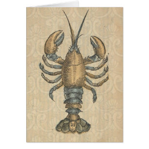 Lobster Illustration Antiek Maine Seafood
