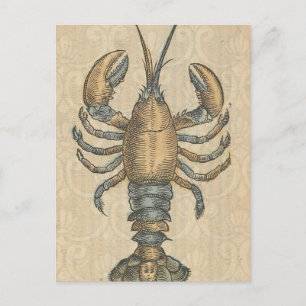 Lobster Illustration Antiek Maine Seafood Briefkaart