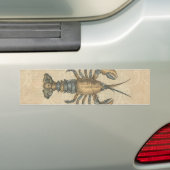 Lobster Illustration Antiek Maine Seafood Bumpersticker (Op auto)