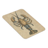 Lobster Illustration Antiek Maine Seafood Magneet (Rechterzijde)