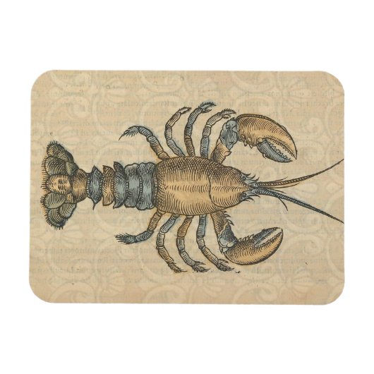 Lobster Illustration Antiek Maine Seafood Magneet (Horizontaal)