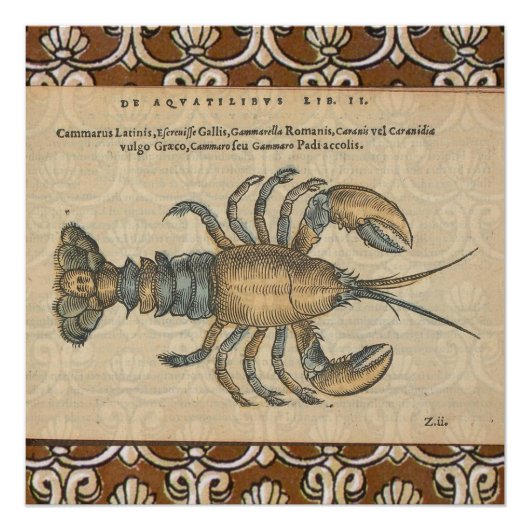 Lobster Illustration Antiek Maine Seafood Perfect Poster (Voorkant)