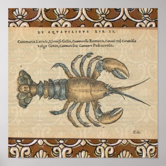 Lobster Illustration Antiek Maine Seafood Poster (Voorkant)