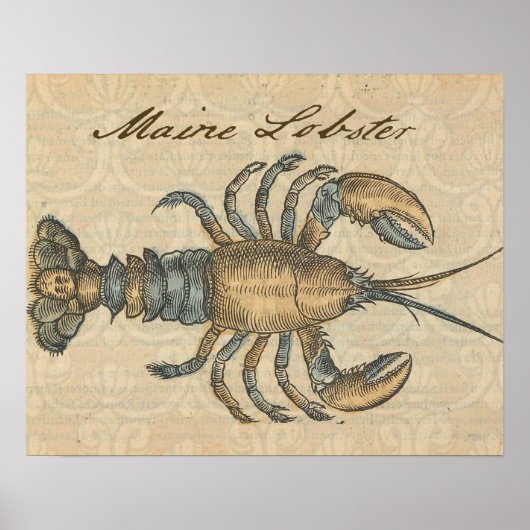 Lobster Illustration Antiek Maine Seafood Poster (Voorkant)