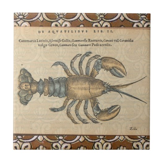 Lobster Illustration Antiek Maine Seafood Tegeltje (Voorkant)