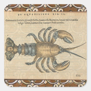 Lobster Illustration Antiek Maine Seafood Vierkante Sticker