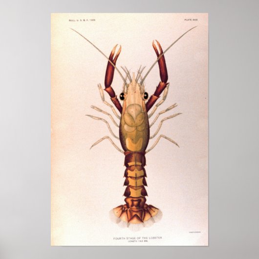 Lobster in de vierde fase poster (Voorkant)