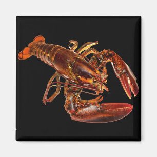Lobster Magneet