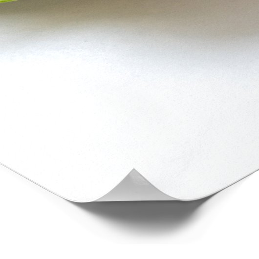 Lobster Photo Poster (Hoek)