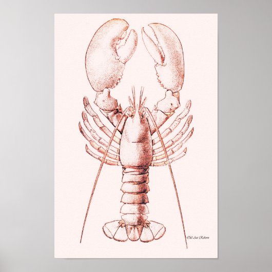 Lobster Poster ~ American Lobster (Voorkant)