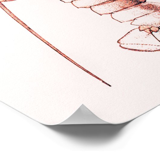 Lobster Poster ~ American Lobster (Hoek)