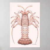 Lobster Poster ~ Rock Lobster (Voorkant)