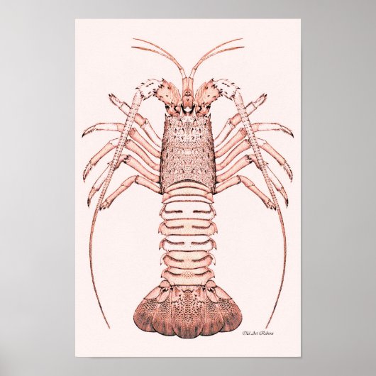 Lobster Poster ~ Rock Lobster (Voorkant)