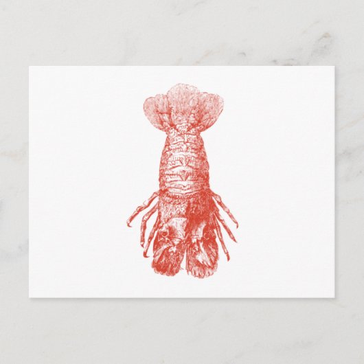  Lobster Scyllarus Arctus Briefkaart (Voorkant)