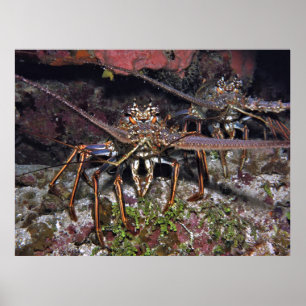 Lobster Stare Poster