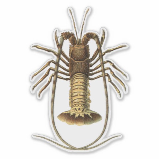 Lobster Sticker (Voorkant)