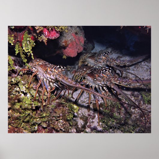 Lobster Trio Poster (Voorkant)
