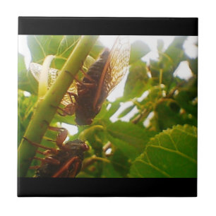 Locale country-tapesets tegeltje