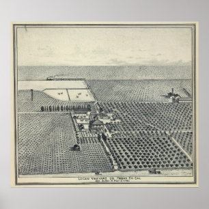 Locan Vineyard, Fresno Poster