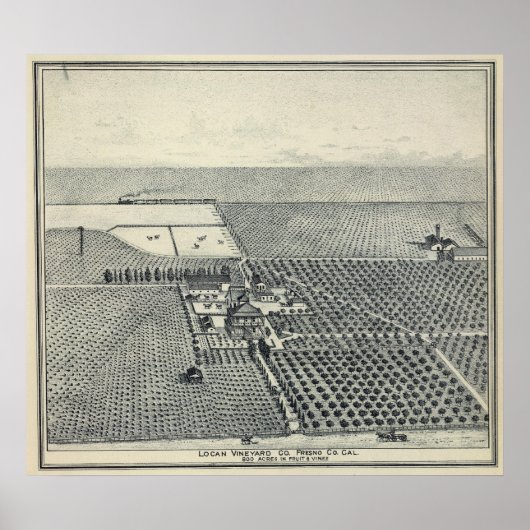 Locan Vineyard, Fresno Poster (Voorkant)