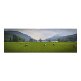 Loch Oich Sheep Foto Afdruk