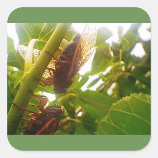 Locust Country Square Glossy Sticker (Voorkant)