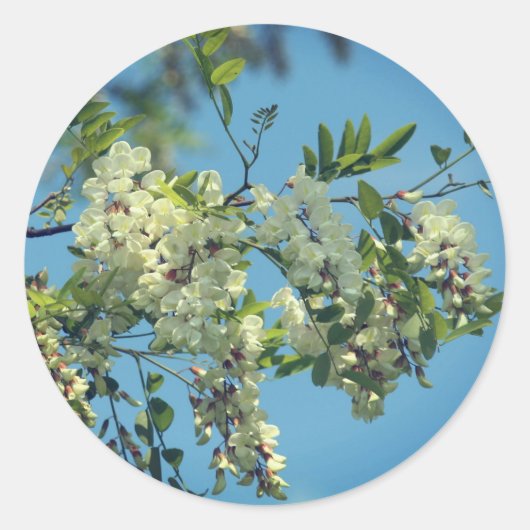 Locust Flower Blossom Ronde Sticker (Voorkant)