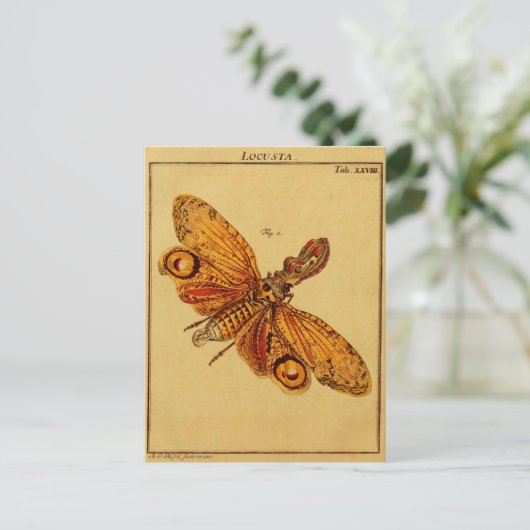 Locusta Briefkaart (Staand voorkant)