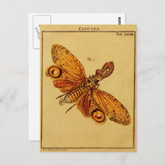 Locusta Briefkaart (Voorkant / Achterkant)